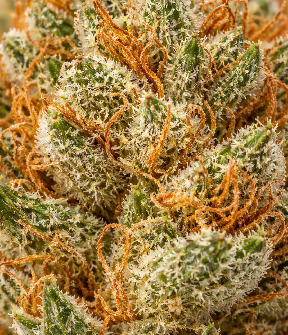 Candy Kush CBD en gros plan — sucré, fruité