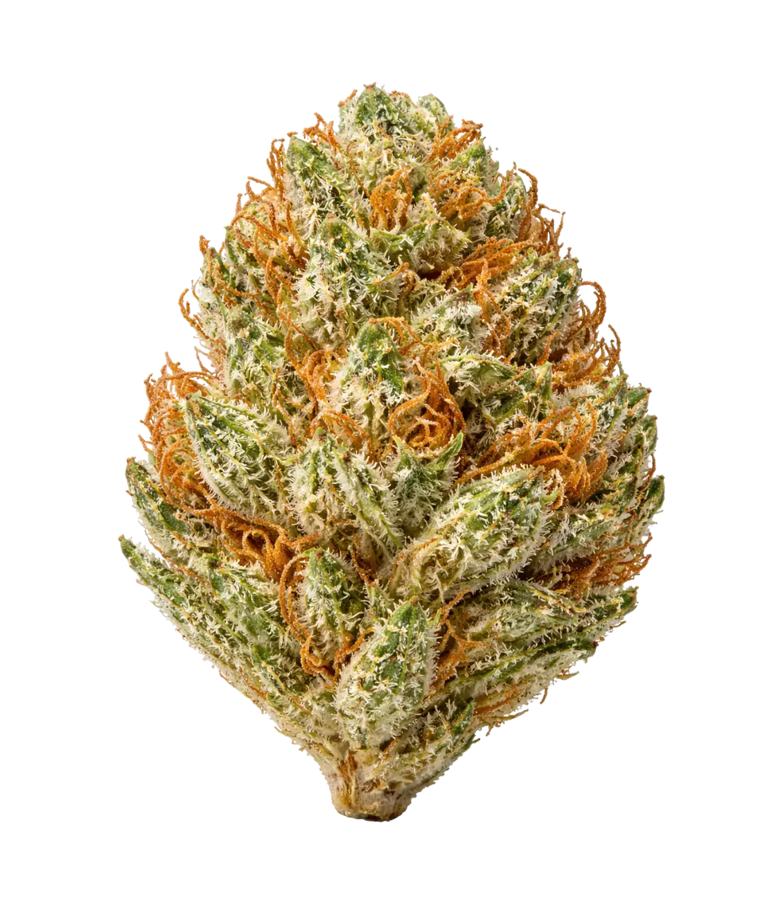 Fleur de CBD Candy Kush indoor — HIGHWEED