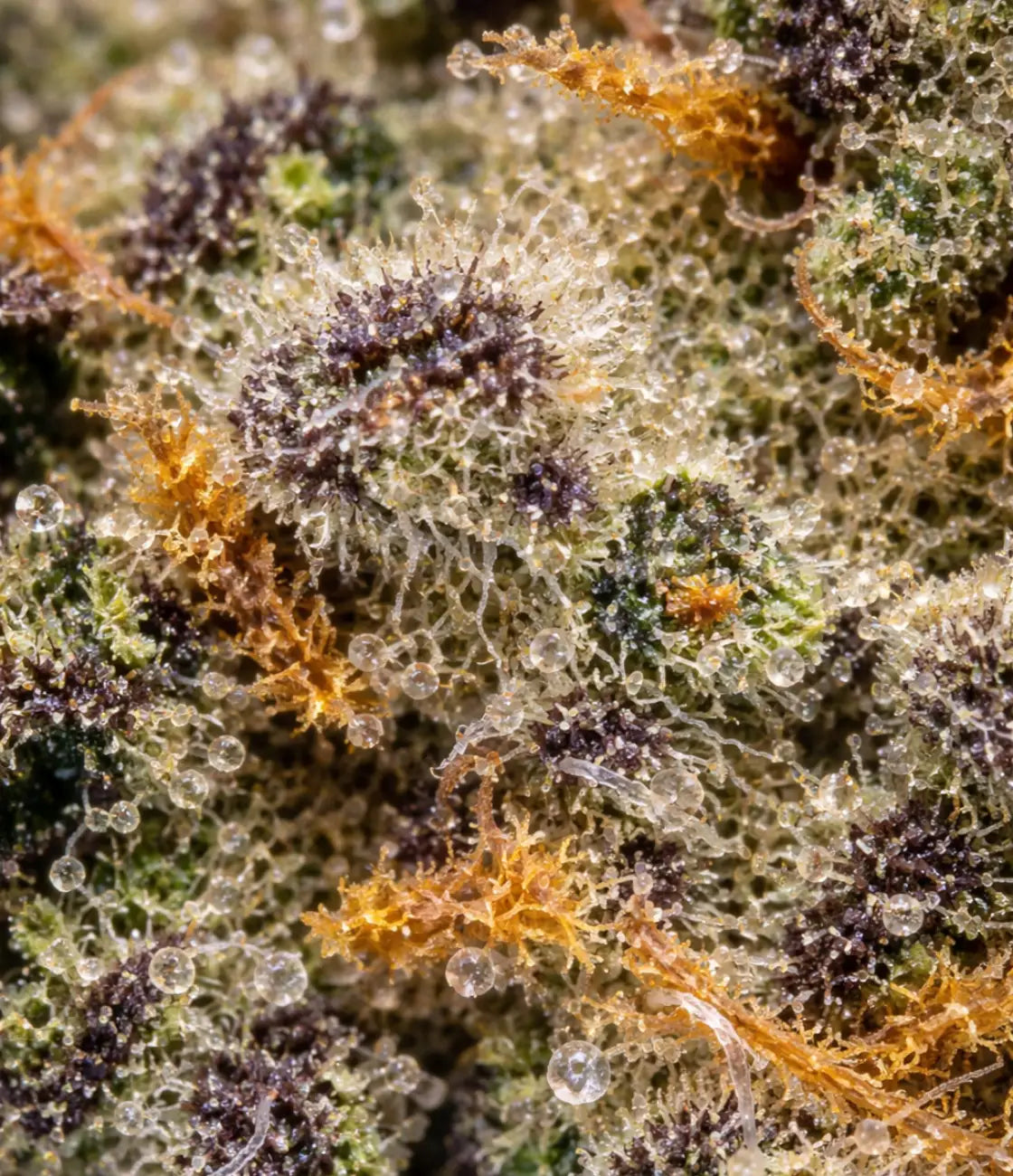 Banana Runtz CBD en gros plan — banane mûre, sucré