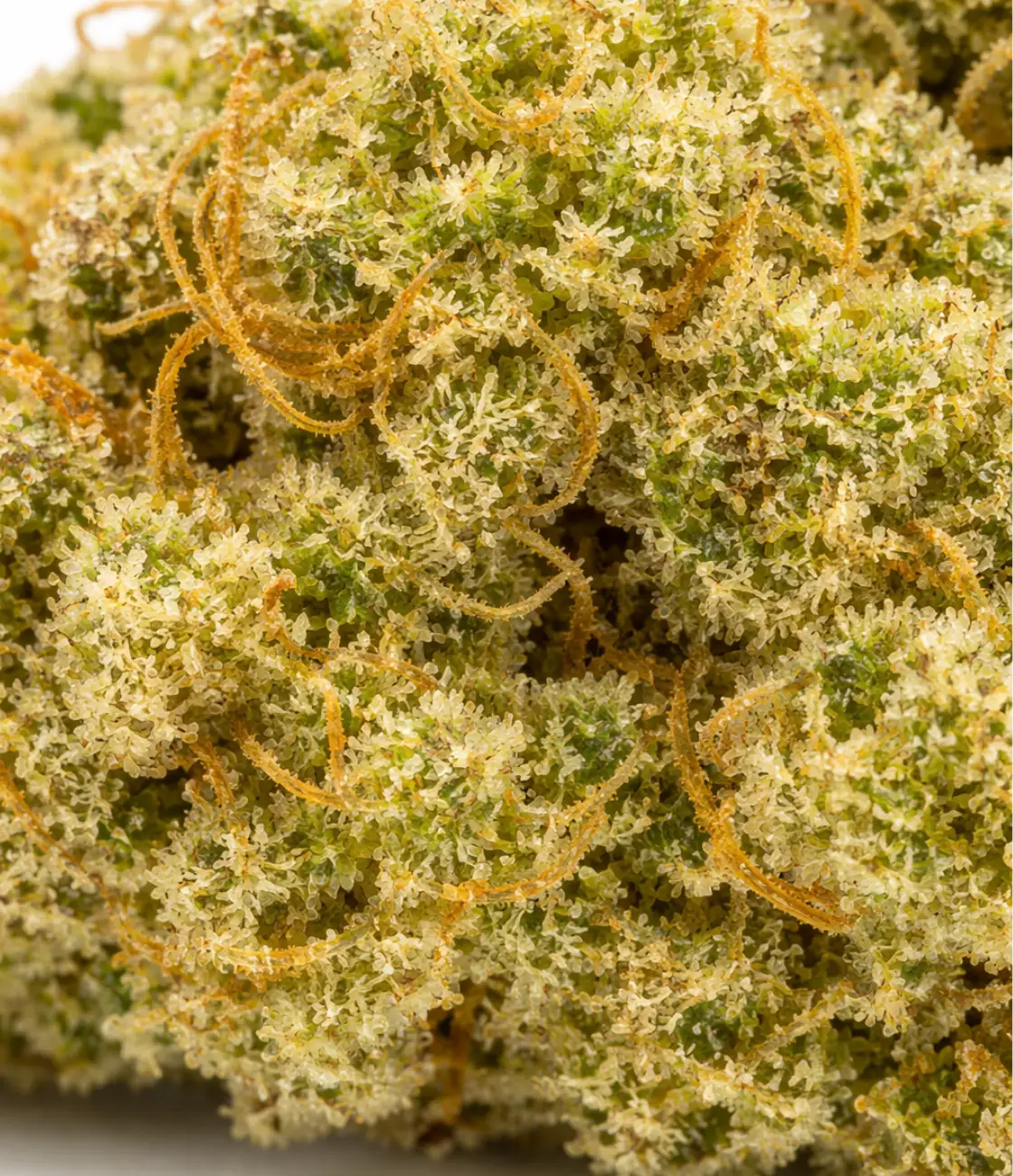 Gorilla Glue CBD en gros plan — terreux, boisés