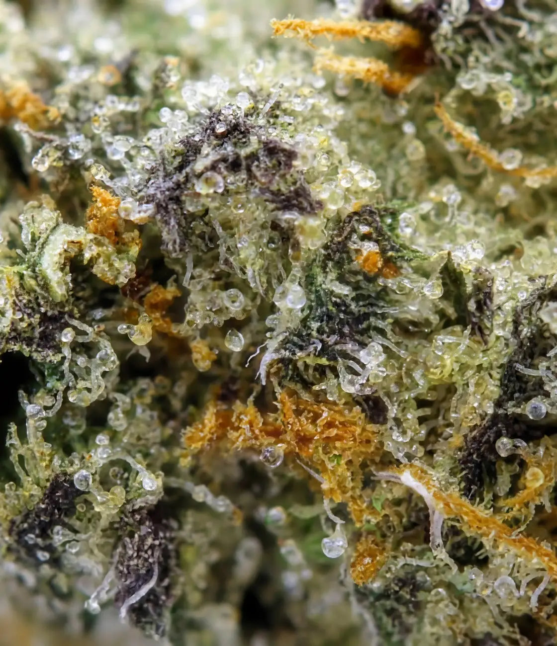 Gorilla Runtz CBD en gros plan — fruits sucrés, bonbon acidulé