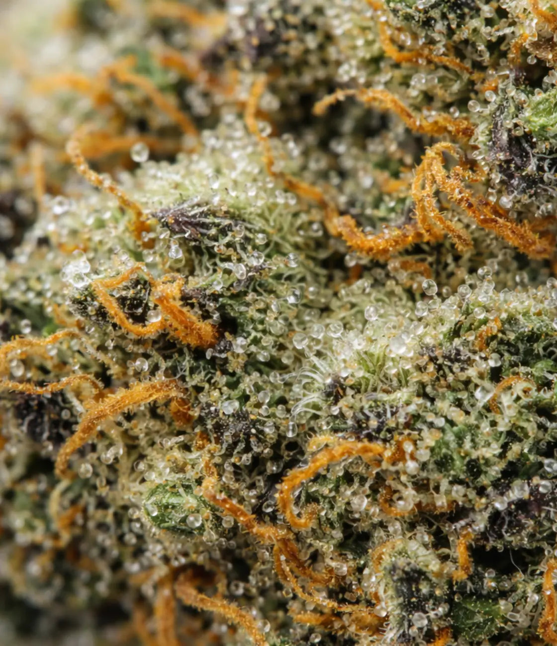 White Widow CBD en gros plan — – Floraux frais, boisés légers