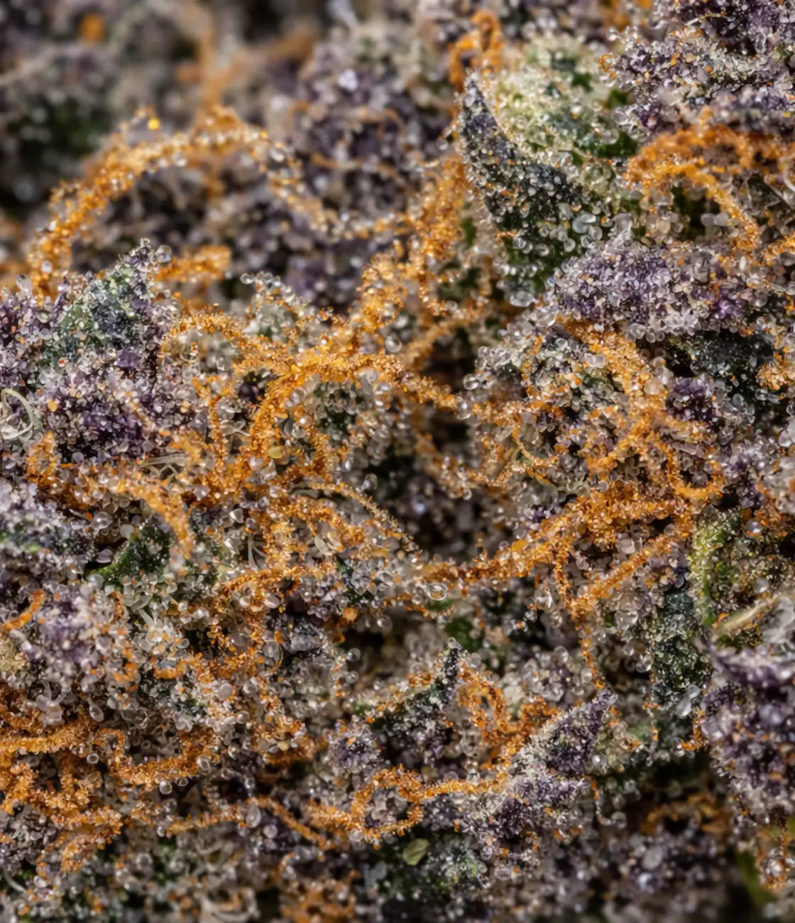 Bubba Kush CBD en gros plan — terreux, épicé