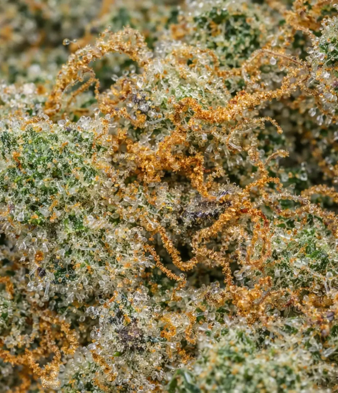 G-13 CBD en gros plan — terreux, épicé