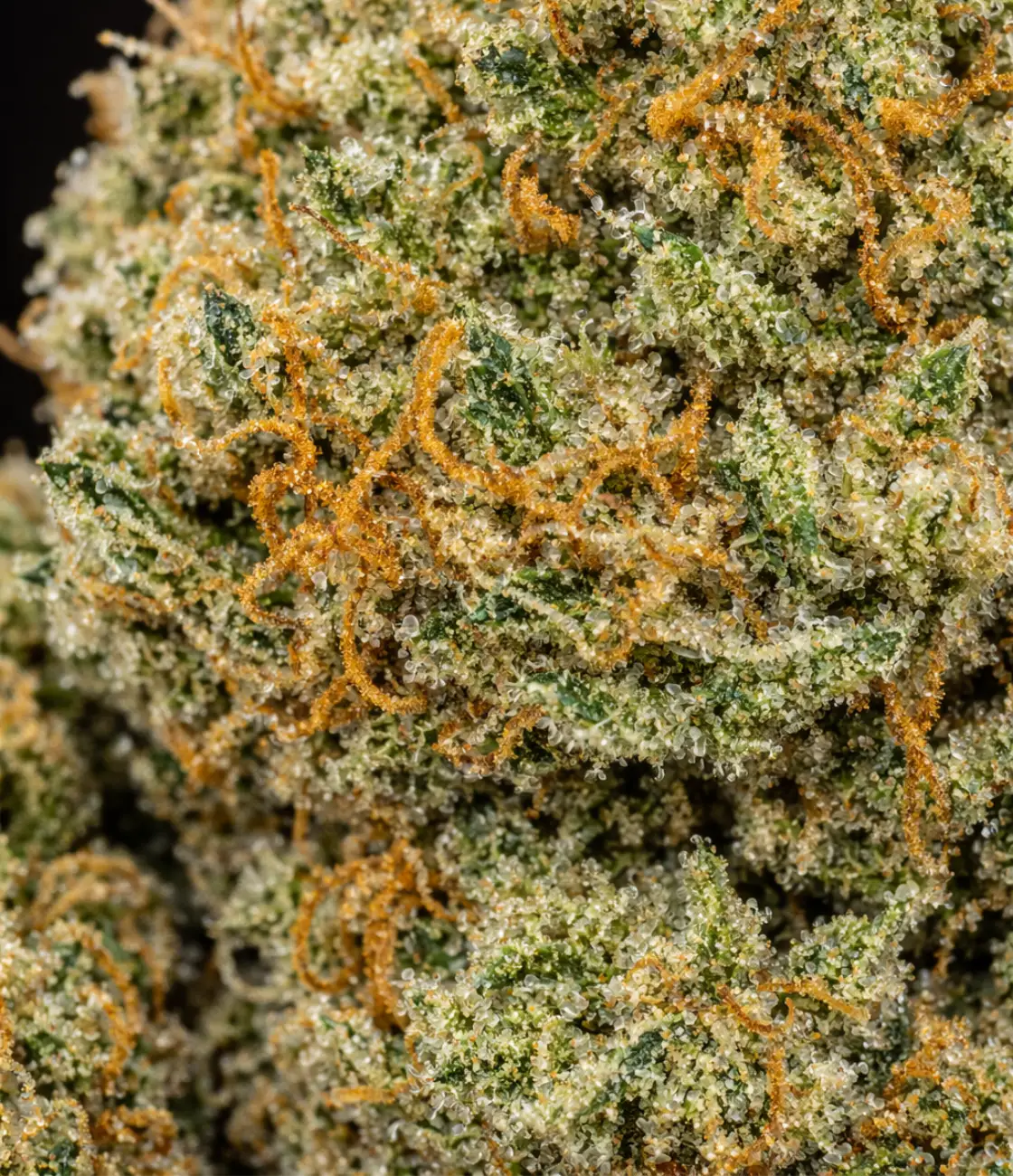 Auto Skunk US CBD en gros plan — terreux, skunky