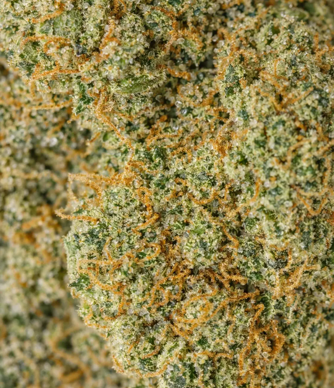 California Haze CBD en gros plan — agrumes frais, herbe coupée