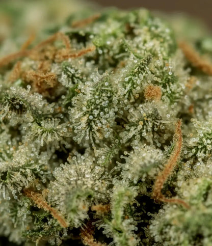 Sour Diesel CBD en gros plan — agrumes piquants, diesel