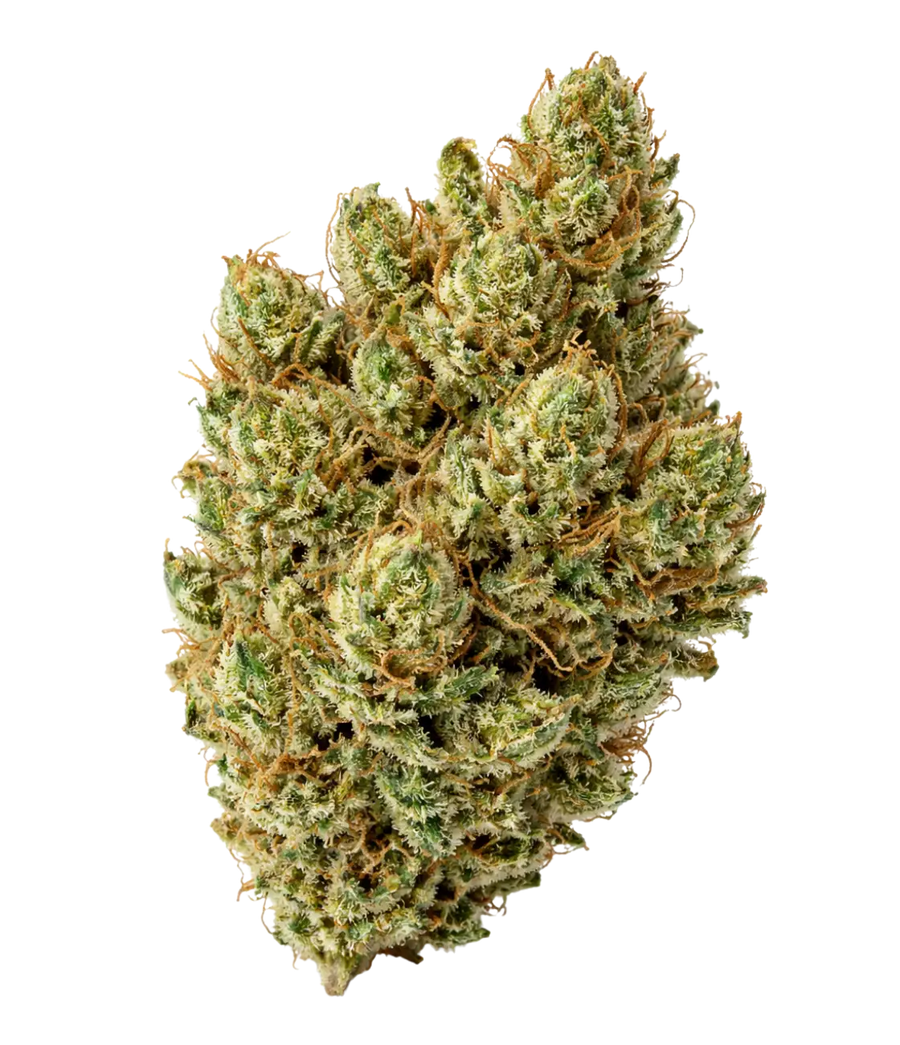 Super Silver Haze ⛓️⛓️⛓️