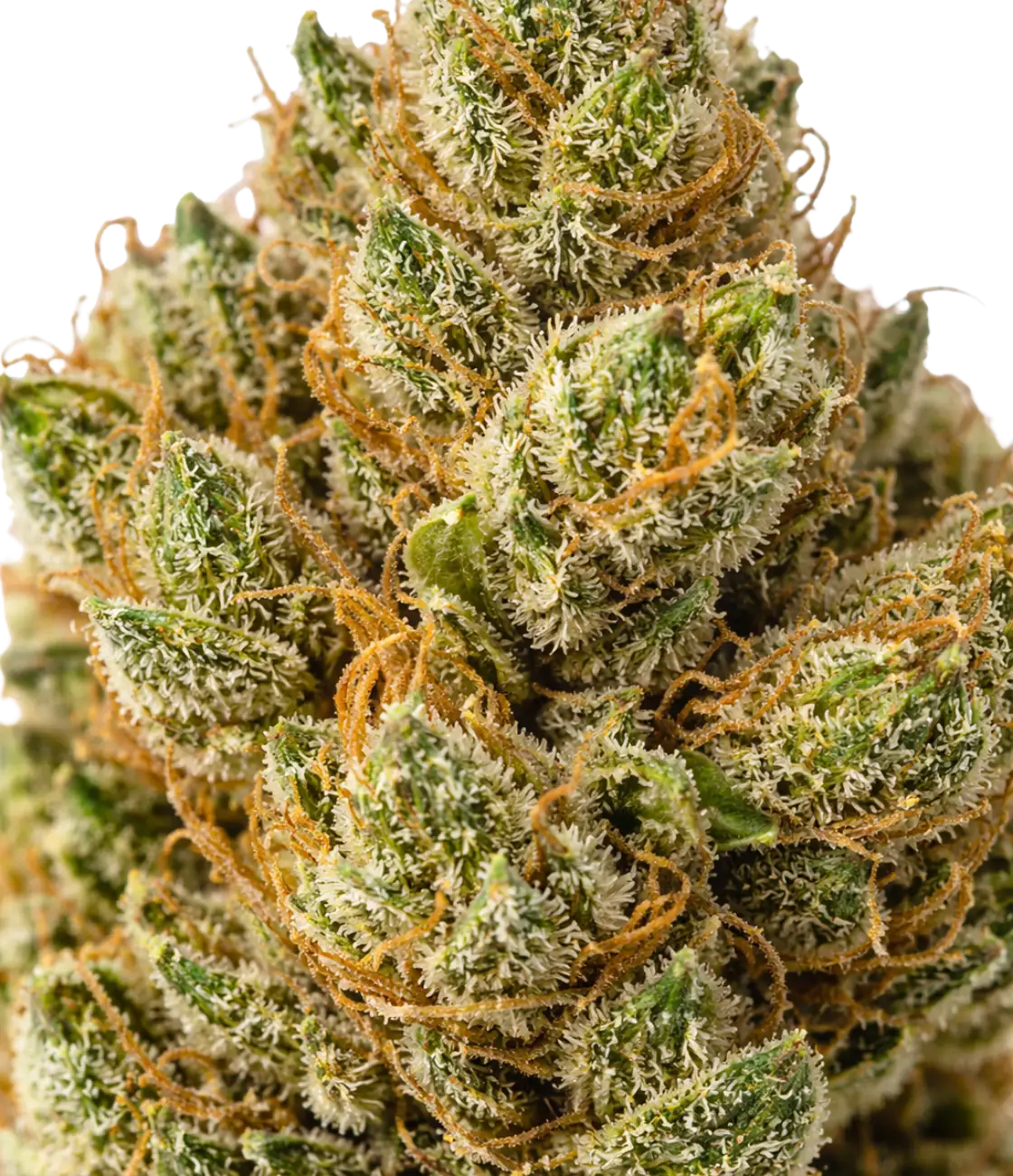 Super Silver Haze CBD en gros plan — – Citron vibrant, pin frais