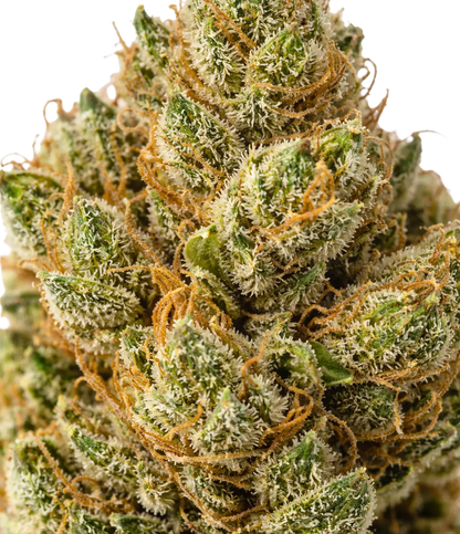 Super Silver Haze CBD en gros plan — – Citron vibrant, pin frais