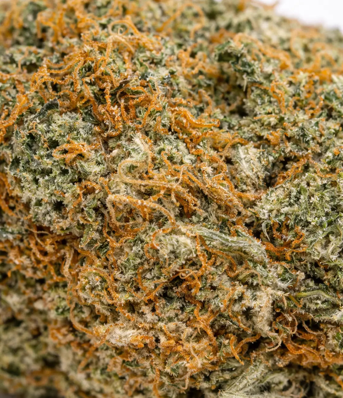 Girl Scout CBD en gros plan — biscuit sucré, vanille crémeuse