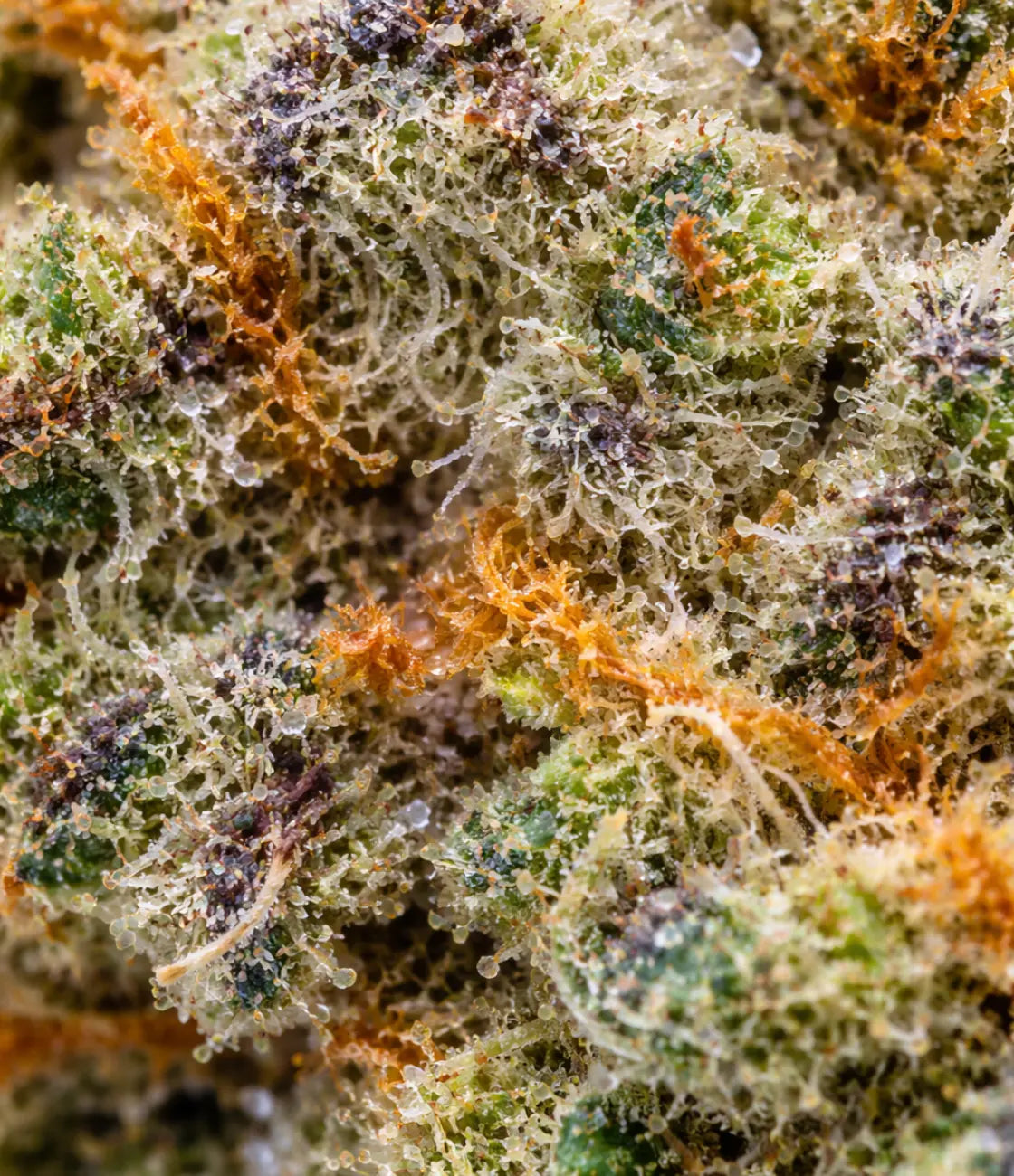 Blue Cheese CBD en gros plan — crémeux, terreux