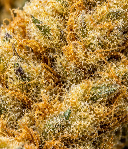 Amnesia Haze CBD en gros plan — citron vif, herbe fraîchement coupée
