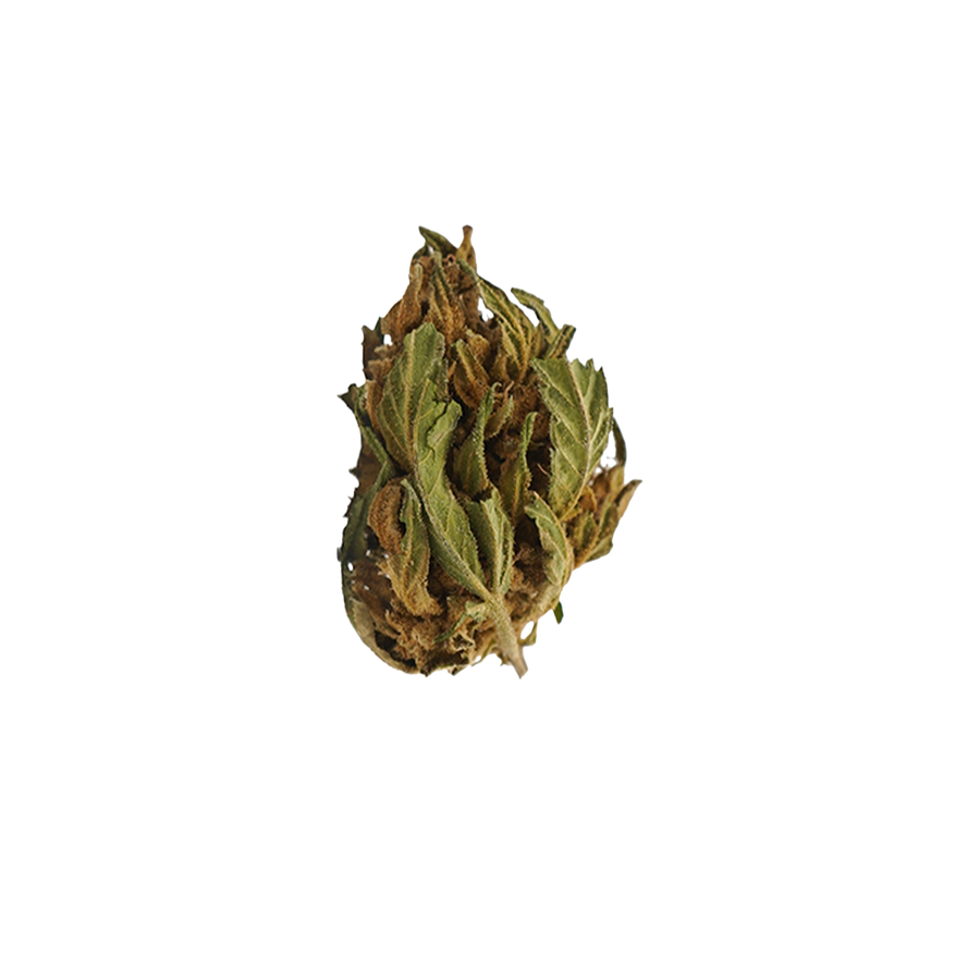 Banana CBG Small Buds