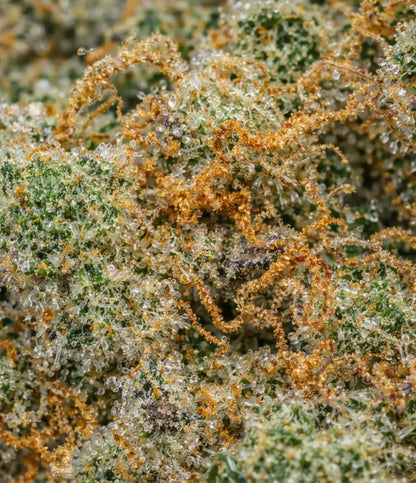 G-13 CBD en gros plan — terreux, épicé