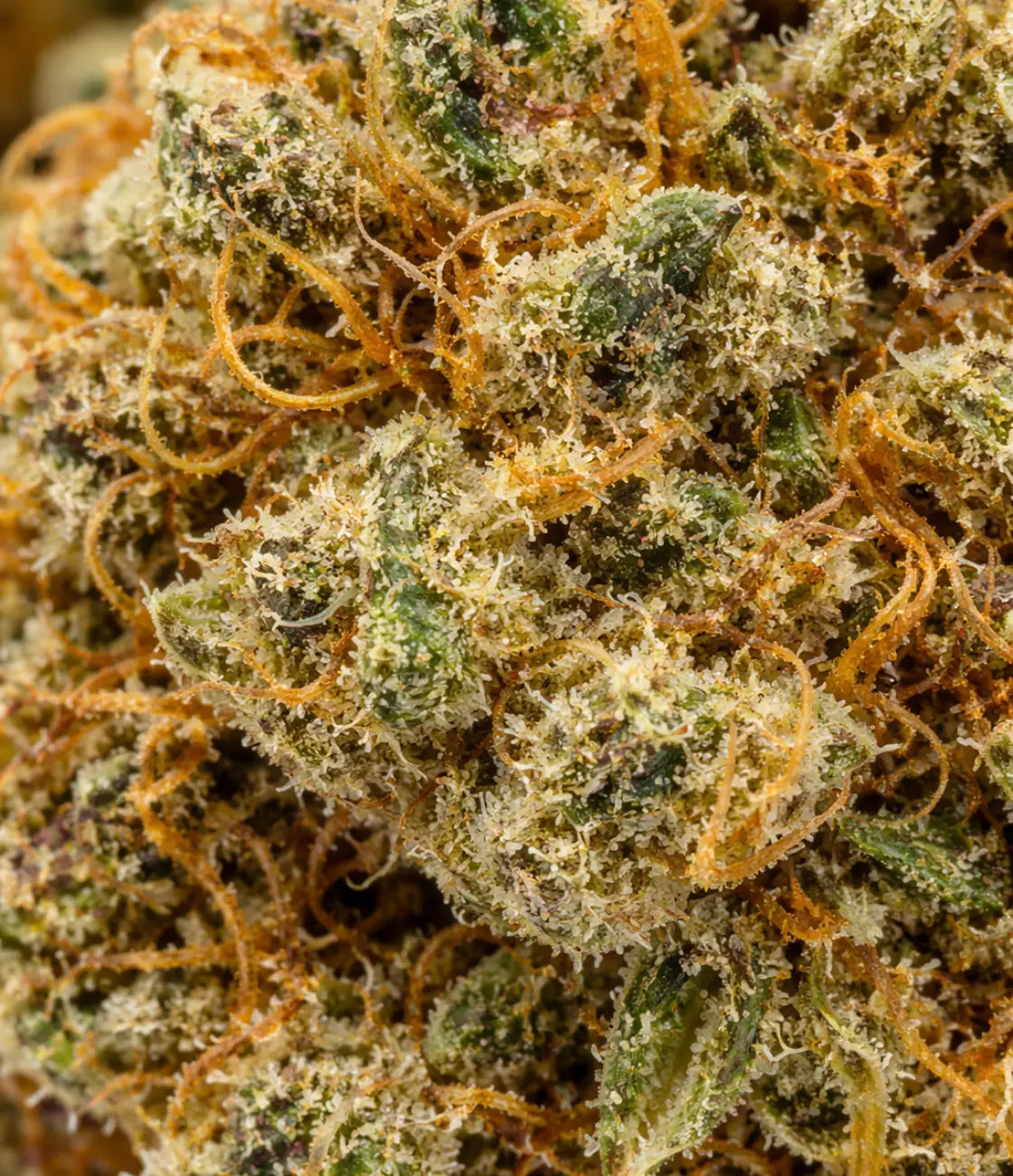 Mango Kush CBD en gros plan — mangue juteuse, tropicales