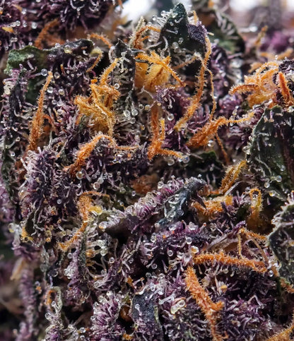 Blueberry Kush CBD en gros plan — myrtille fraîche, fruitées et sucrées