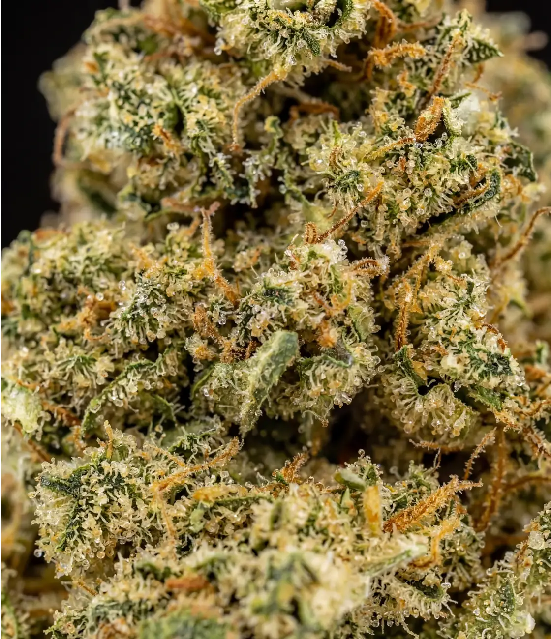 Strawberry Banana CBD en gros plan — – Fraise mûre, banane sucrée