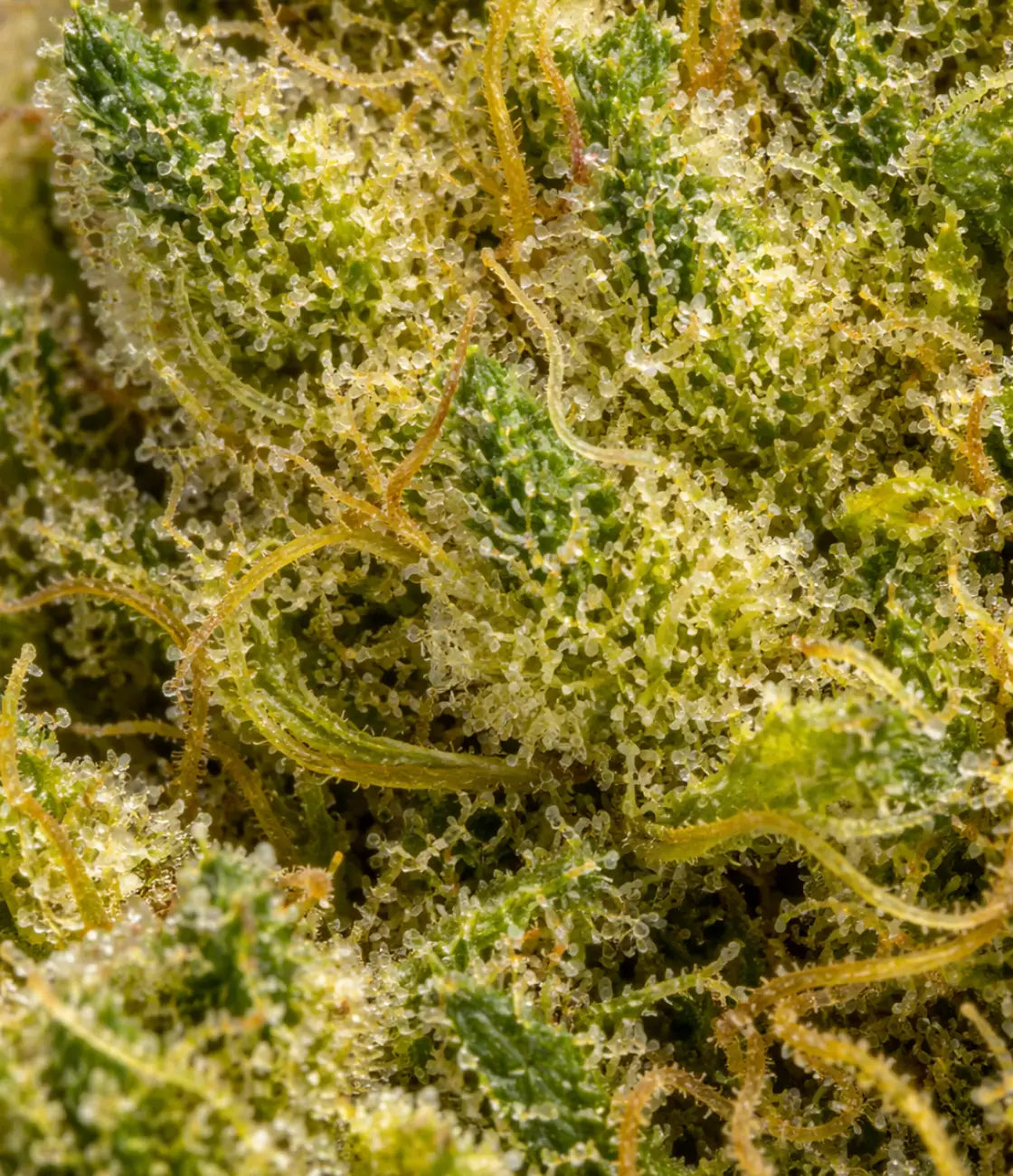 M-AC US CBD en gros plan — menthe glaciale, pin boisé