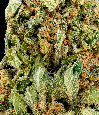 Cannatonic CBD en gros plan — citron frais, herbe coupée
