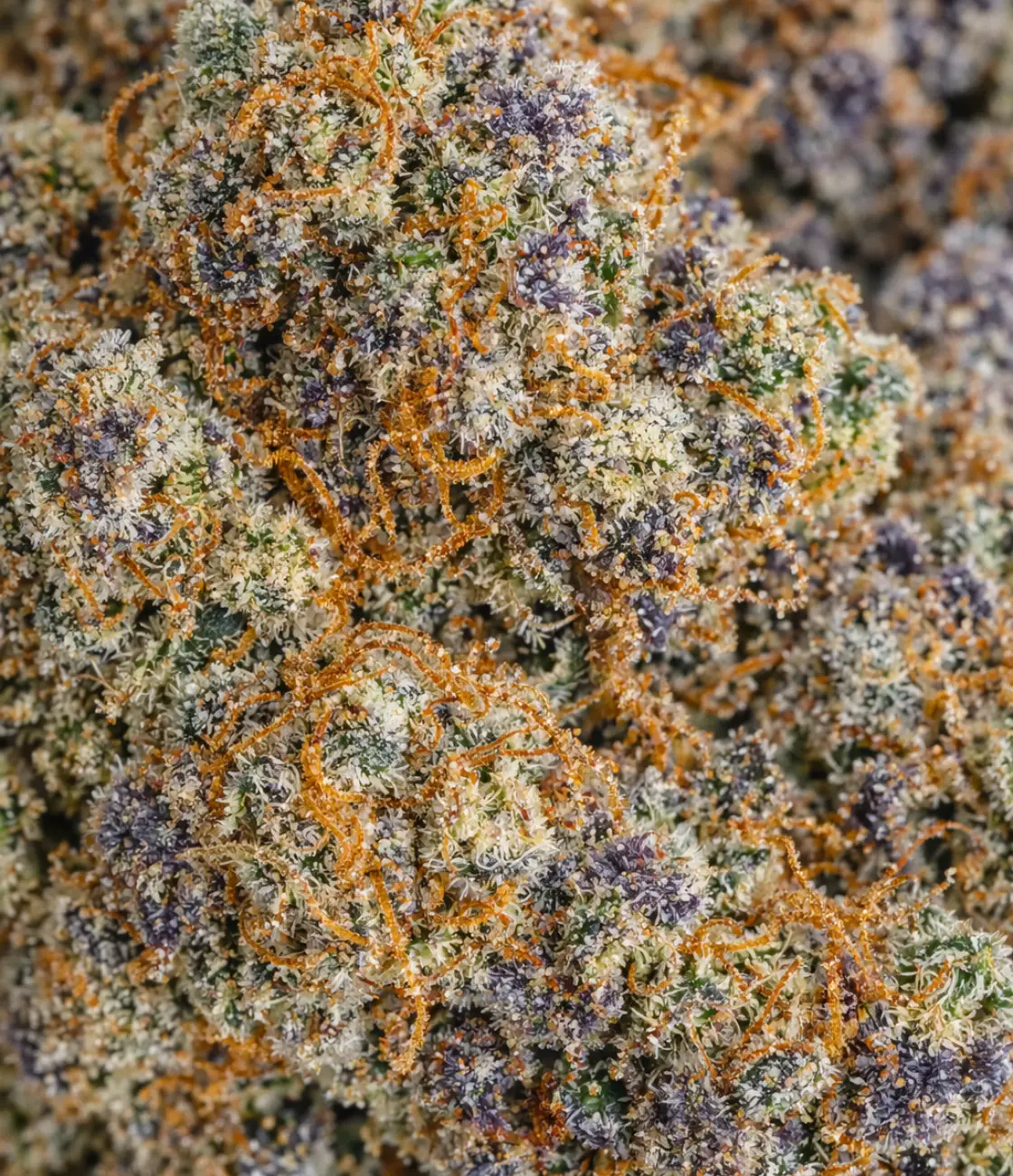 OG Kush US CBD en gros plan — terreux, épicé